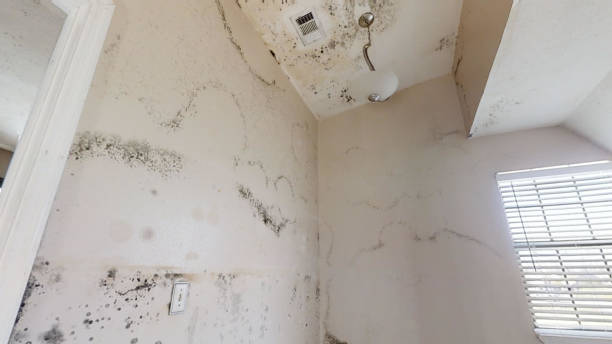 Best Mold Remediation for Vacation Homes  in Beaverton, MI
