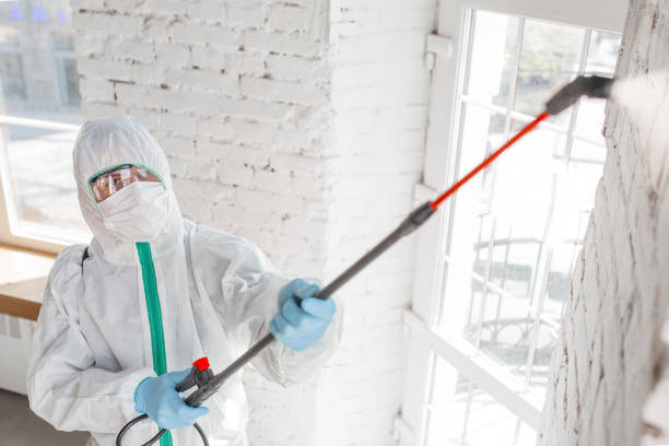 Mold Odor Removal Services in Beaverton, MI