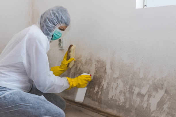 Mold Documentation for Insurance Claims in Beaverton, MI
