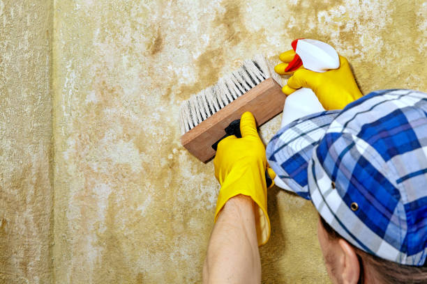 Beaverton, MI Mold Removal Company