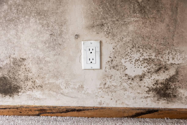  Beaverton, MI Mold Removal Pros