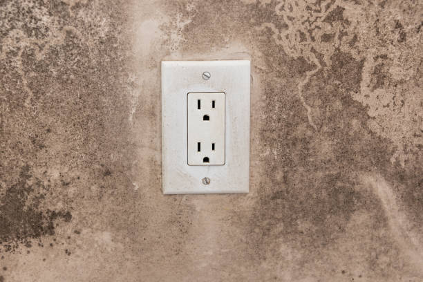 Best Mold Damage Restoration  in Beaverton, MI