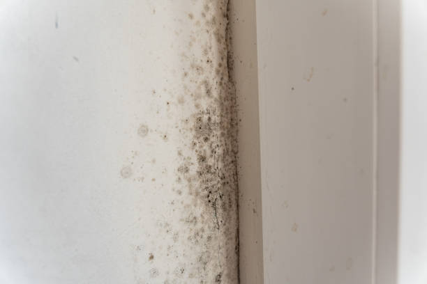 Best HVAC Mold Inspection and Cleaning  in Beaverton, MI