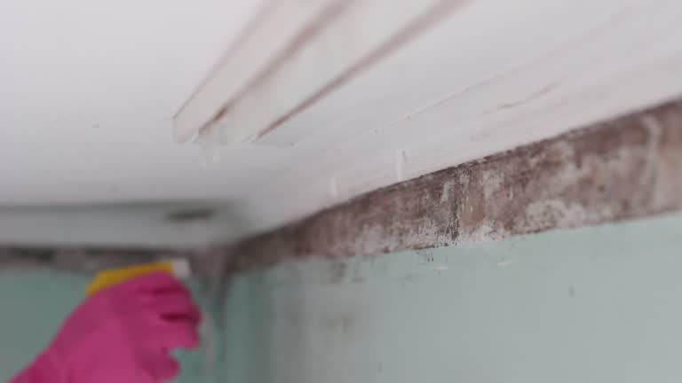 Best Commercial Mold Inspection  in Beaverton, MI